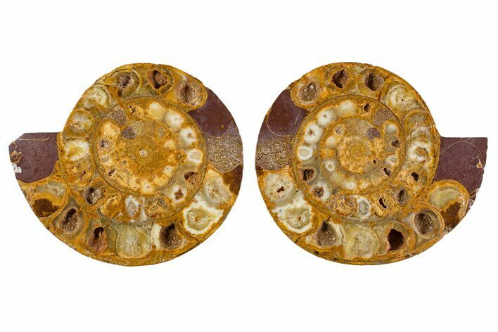 Cut & Polished Jurassic Ammonite (Perisphinctes) Fossil #344941